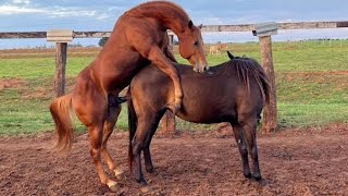 New video about the life horses #1 / Koni vagavozi #2024
