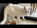 I Put The White Cat Out