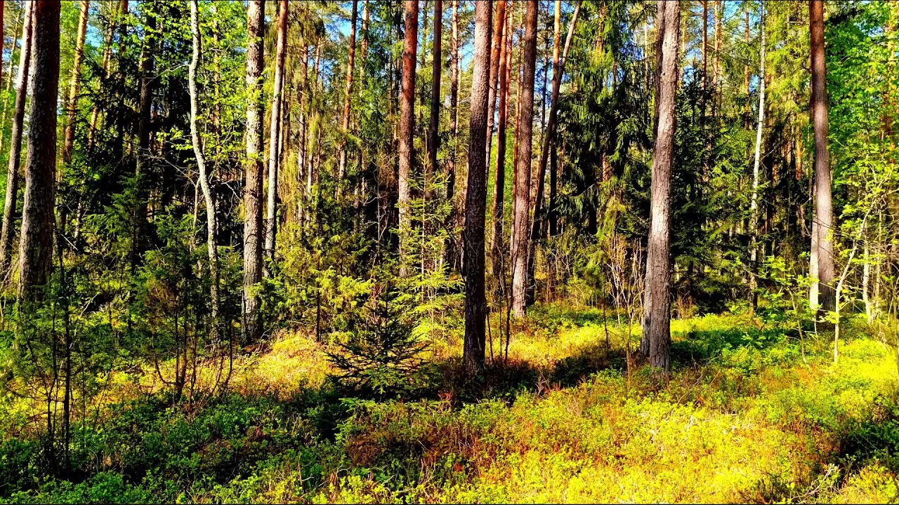 Звуки леса в формате 4K для успокоения 🌿 Умиротворяющее пение птиц и зелень для релаксации🌿