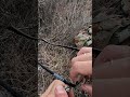 Гуси отморозки ,такого я не ожидал😂 #приключения#гуси#собака