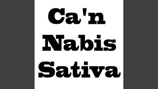 samba reggae