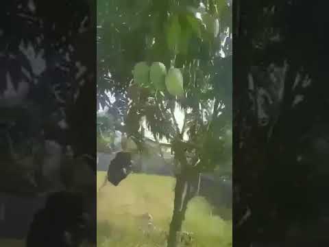 4 Tahun Mangga Tidak Berbuah jadi Berbuah Dengan Pillow Slow Release | +6285279015927