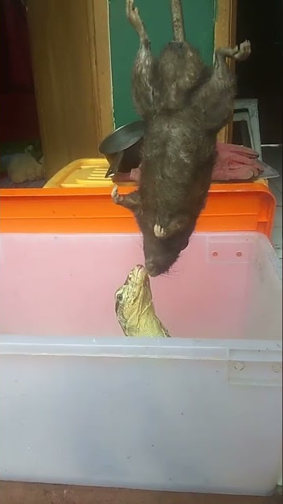 Makan tikus got jumbo