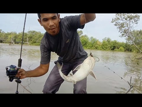 mancing sungai banyak streks ikan babon