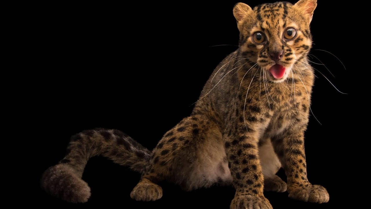 Мраморная кошка - красавица из юго-восточной Азии с карими глазами!