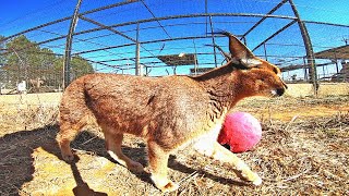 Caracal Plays Follow The Leader | African Cat Walked Like A Dog | Plays Red Light Green Light Caracal Plays Follow The Leader | African Cat Walked Like A Dog | Plays Red Light Green Light
