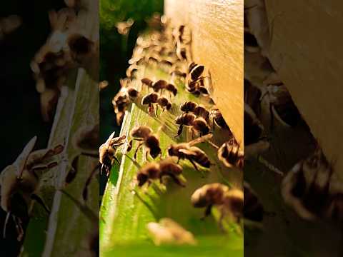 жми кнопочку на полное видео #мёд #bee #пчеловодство #пчелы #beekeeper #japanbee