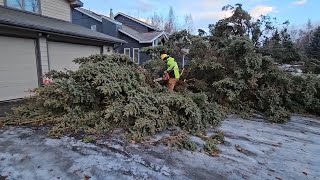 Free wood lot disposal in Anchorage for windstorm debris cleanup