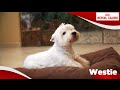 West highland white terrier westie