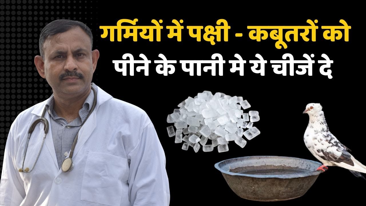 गर्मी के मौसम में पक्षी कबूतरों को पीने के पानी में ये चीजें दे | Pigeon Birds |  Dr Nagender Yadav