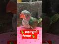 #parrotbaby #cute #baby #shortvideo #shorts #short