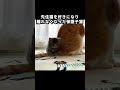 先住猫を好きになり離れなくなった保護子猫 #kitty