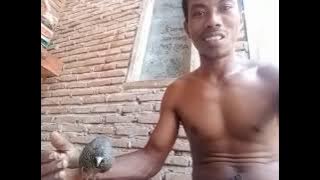 puyuh bima ( Kawubu mbojo ) firal (Ana siwe sanggini)