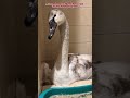the poor swan #swan #animalrescue #kindness #heartwarming #rescue #wildlife #lovestory #animals #pet