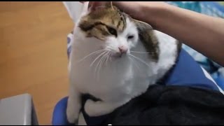 なつき度ｍａｘな猫 今日の膝の上の椛の様子 A State Of The Cat On The Knee Youtube