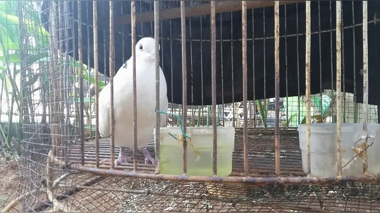 Kumpulan Suara Burung Puter 
