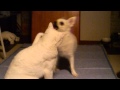 シーツをひいたら暴れる犬