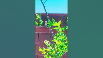 Humming bird visit. #hummingbird #video #nature #backyardgarden #bird #shorts