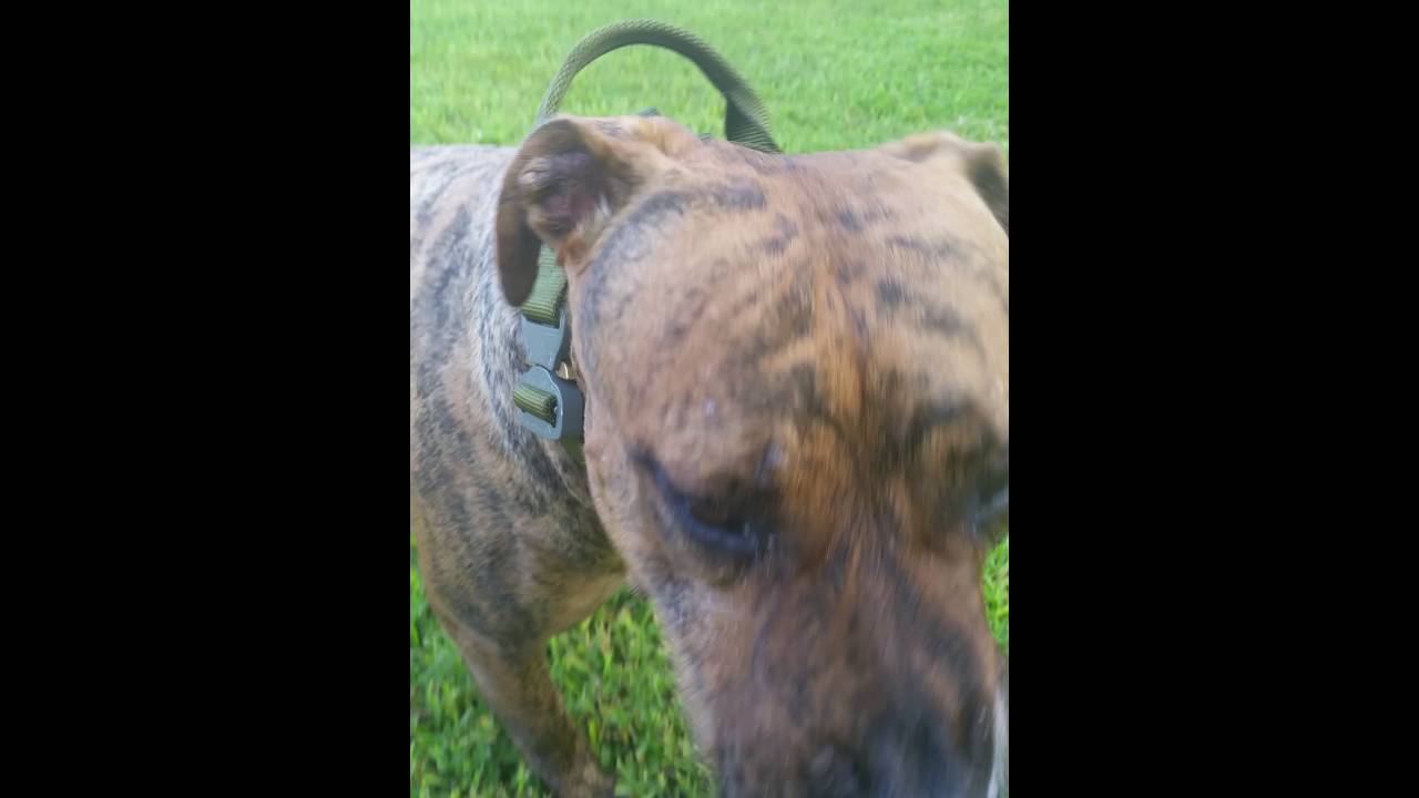 Tacticool Pooch SOE Dog collar