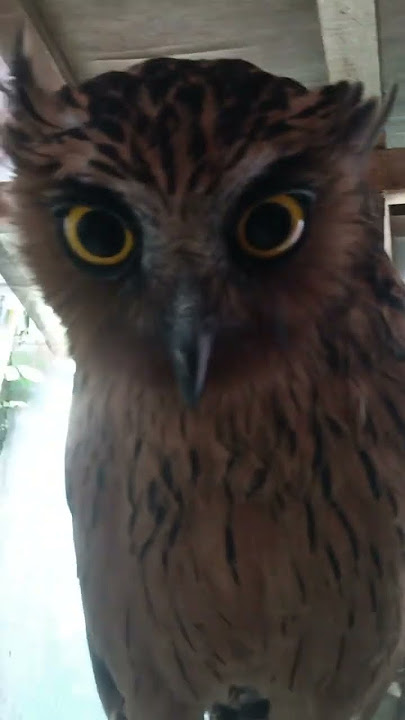 Suara burung hantu bufy ko kaya gini ya