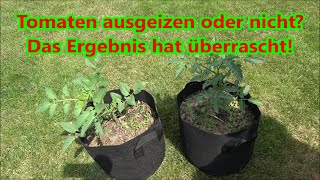 Experiment: Tomaten ausgeizen oder nicht - Was klappt besser und bringt mehr Ernte?