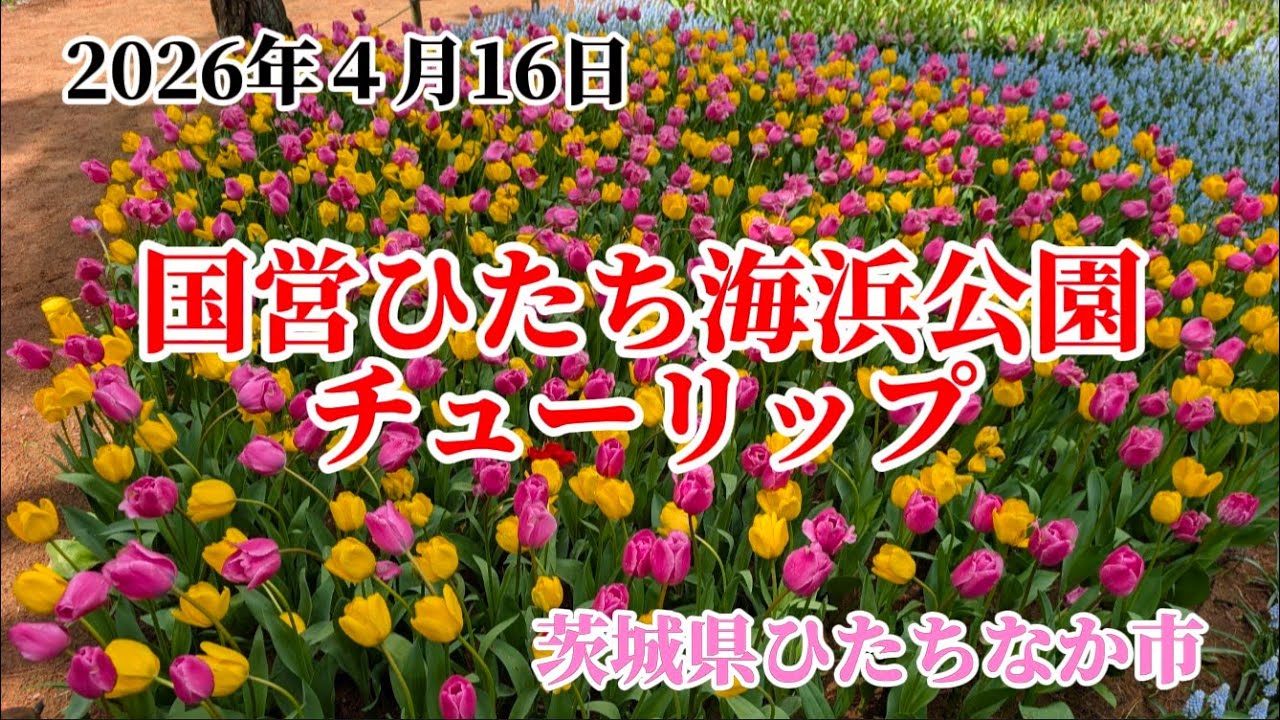 April 16, 2026, Hitachi Seaside Park, Tulips, Hitachinaka City