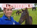All cute foals @Stal G. Which one do you like most? | Friesian Horses