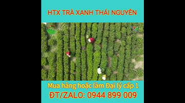 Chè Tân Cương Thái Nguyên | Đang tuyển Đại lý, NPP cấp 1