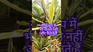 🔥💯तपती गर्मी में भी हरे-भरे 😍 ये पौधे धूप में जलते नहीं, 10X तेजी से फैलते हैं 🌿#shortsfeed #shorts