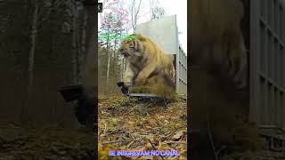 tigre de amur Conheca o Maior Felino do Mundo