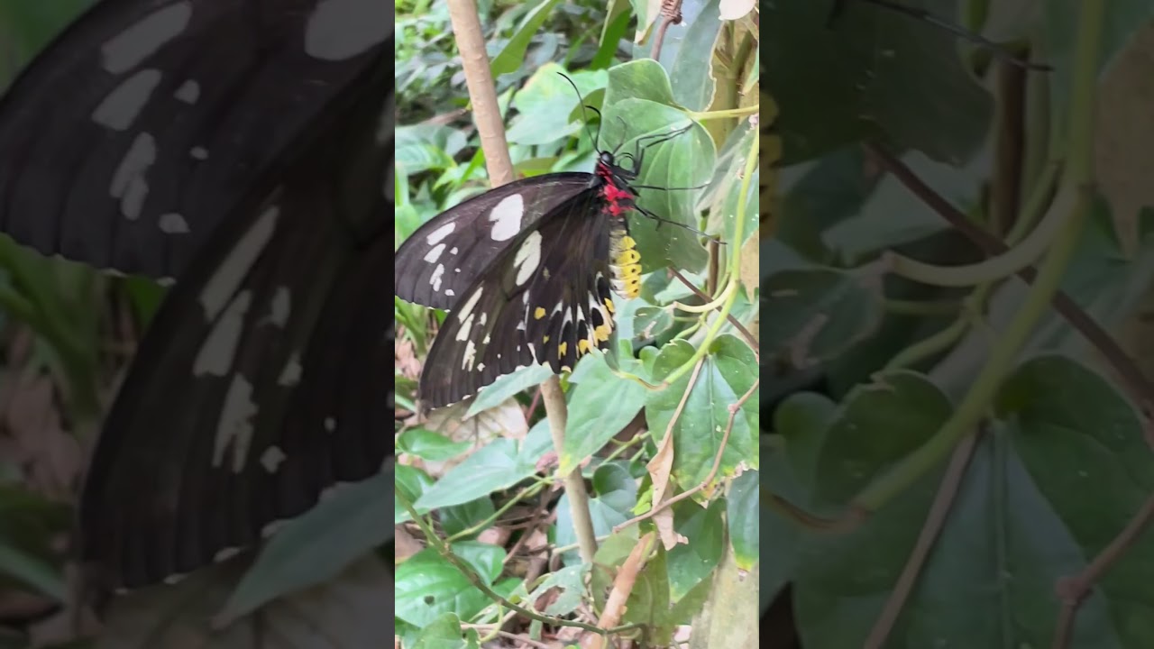 Male and female Cairns birdwing butterflies Ornithoptera euphorion