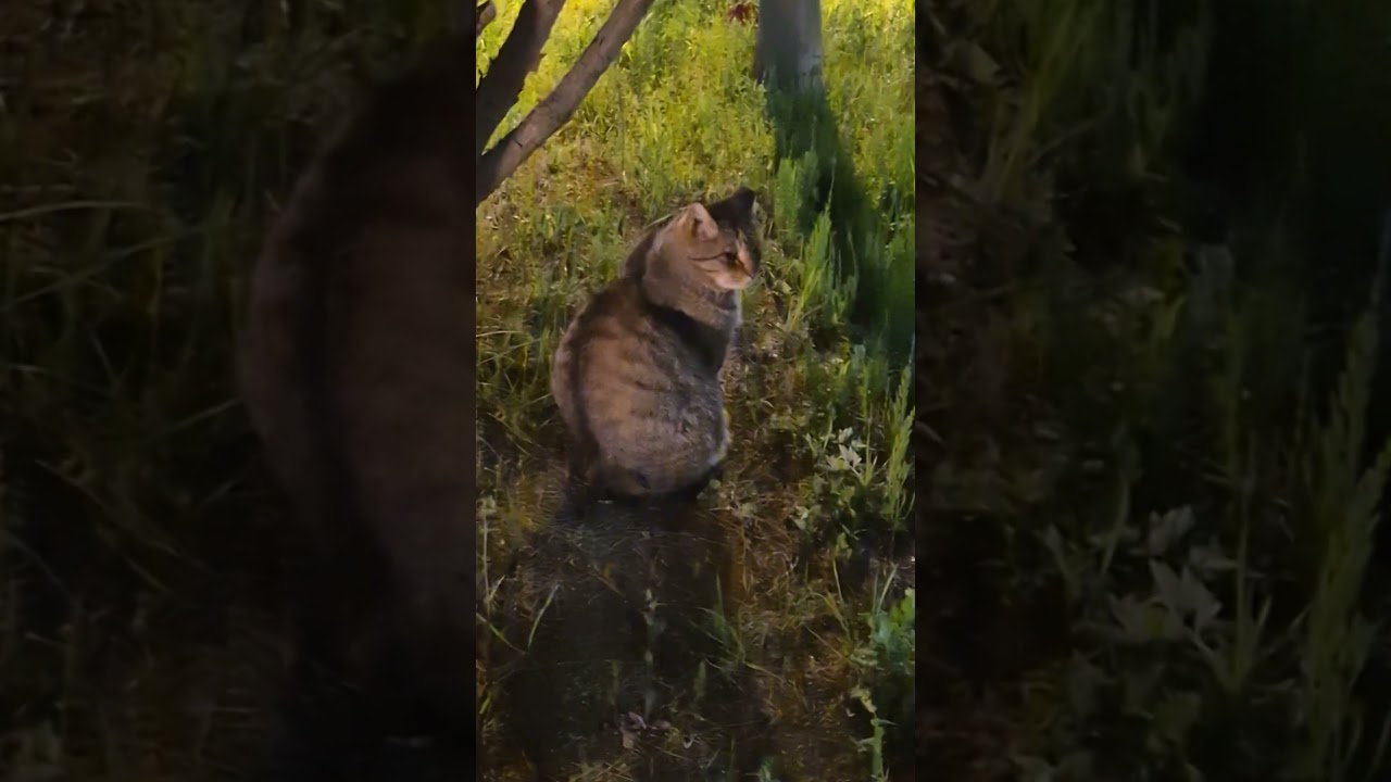 힐끔 쳐다보는 복실복실 길고양이 - cat 🐈