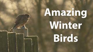 A Day of Birds of Prey and Swans in Essex