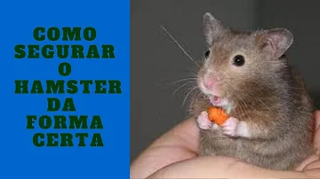 Como imobilizar hamster?