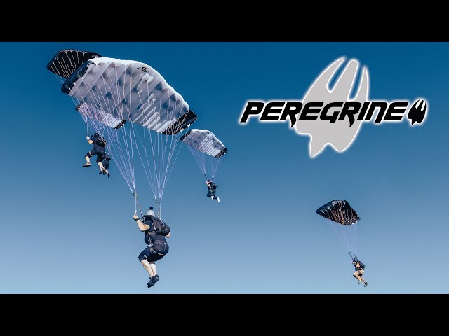 PD Peregrine High Performance Flock class=