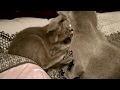 Partie de jeu entre naura et noukie chat bleu russe