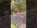 ржжрзБржЗ ржмрзНржпрж ржВ ржпржЦржи ржХрзБрж рзНрждрж ржХрж рзЗ ЁЯШД Comedianjoyanto Comedy Frogcomedy Funnyshorts Trending ржжрзБржЗ ржмрзНржпрж ржВ ржпржЦржи ржХрзБрж рзНрждрж ржХрж рзЗ ЁЯШД Comedianjoyanto Comedy Frogcomedy Funnyshorts Trending