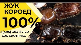 видео Дезинсекция от короеда. Уничтожение типографа. Обработка и выведение жука-короеда. В Москве и Московской Области.