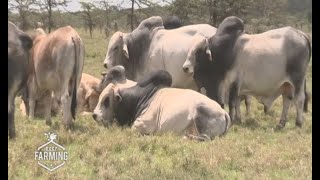 Beef farming and livestock management in Olpejeta conservancy - part 1