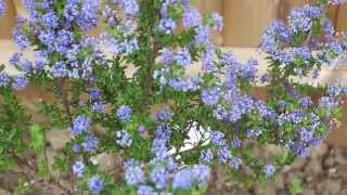 Ceanothus shrub with blue flower blossom