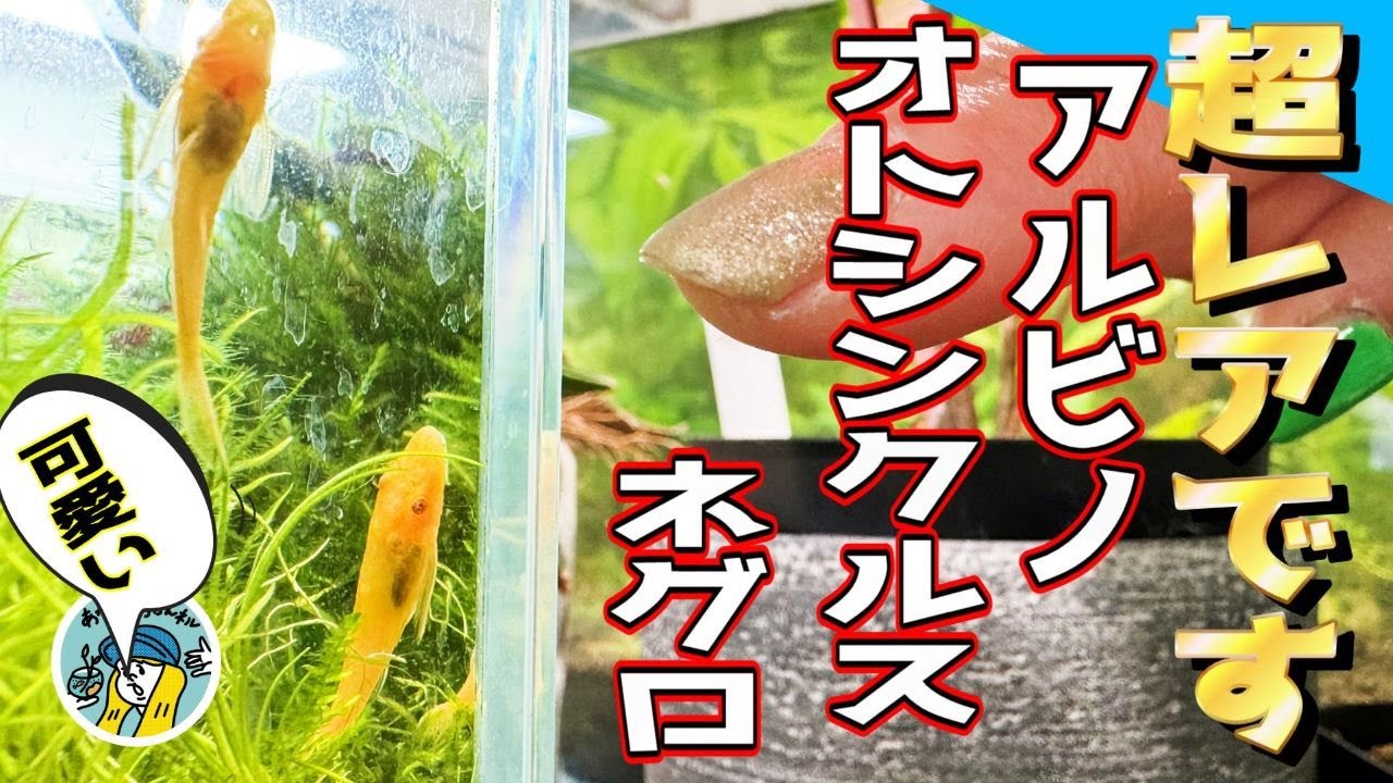 【アクアリウム】超激レアです！アルビノオトシンクルスネグロ！（水槽のガラス付着の苔を綺麗にしてくれます）