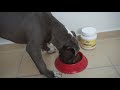 Proteína para perros Ultimate Nutrition