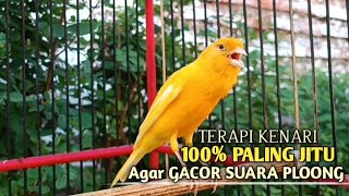 kenari gacor panjang Cuit Cuit EMOSI, Pancingan Kenari Paud Belajar Bunyi, terapi AMPUH Kenari MACET