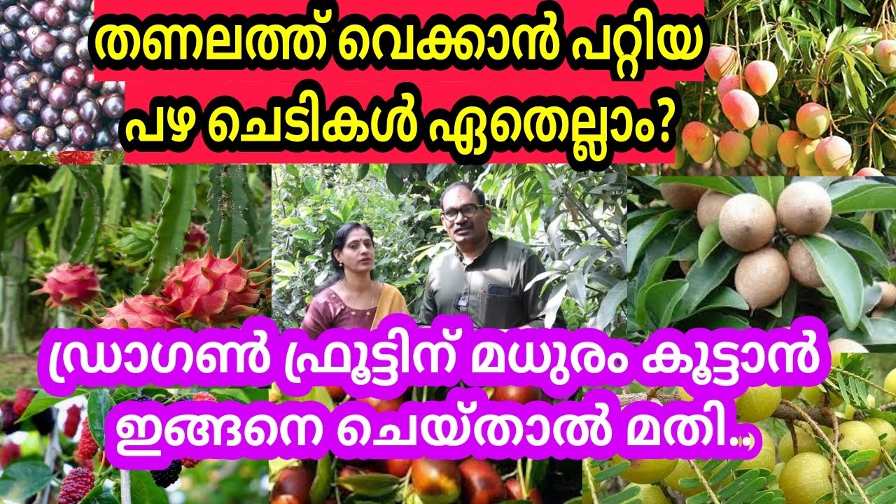 തണലത്ത് വെക്കാൻ പറ്റിയ വിദേശ പഴച്ചെടികൾ ഏതെല്ലാം? ഡ്രാഗൺ ഫ്രൂട്ടിന് മധുരം കൂട്ടാൻ ഇങ്ങനെ ചെയ്യുക..
