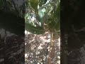 que ricos mangos 🥭