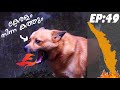 Puppykuttan webseries EP 49 | കേരളം കത്തിച്ചു !  | Malayalam Pets Fun Dub