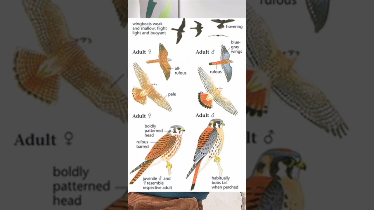 Male vs Female American Kestrel 