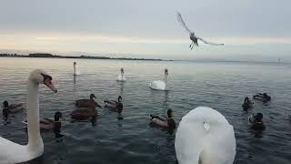 ❤?? SWANS DUCKS AND GULLS AT LOUGH NEAGH IRELAND??why cant they just get along??be a subscriber ??