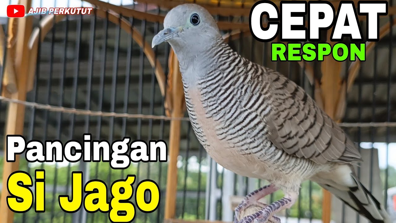 PERKUTUT LOKAL GACOR PALING COCOK & JAGO PANCING