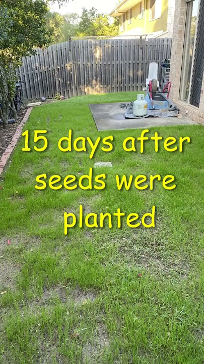 Grass grows #shorts #grass #seeds #lawn #australia #brisbane